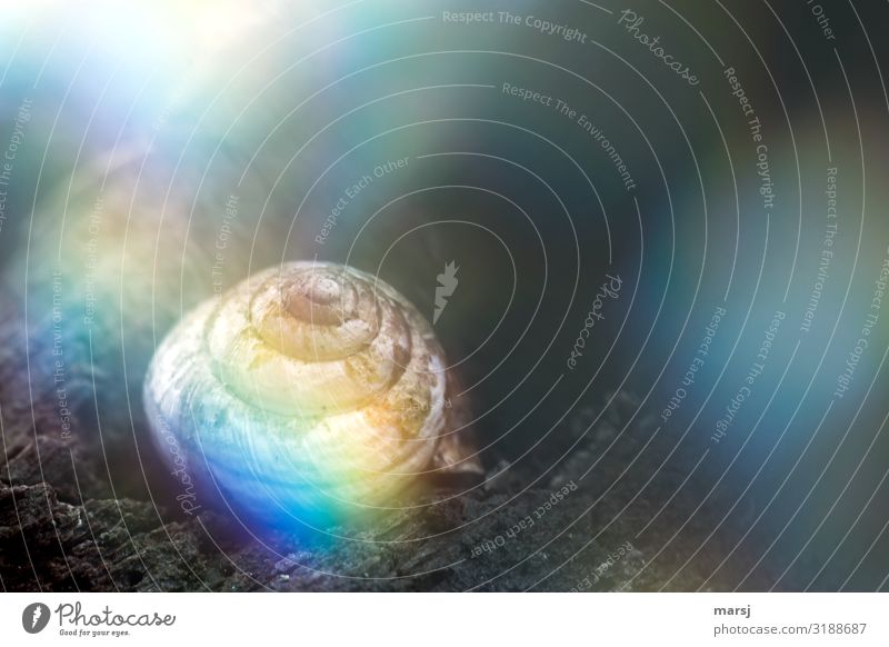 Casa Rainbow Animal Snail Snail shell 1 Spiral Illuminate Exceptional Dark Uniqueness Small Multicoloured Perturbed Loneliness Strange Whimsical Phenomenon