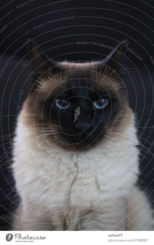 OUR LOVING Animal Pet Cat Animal face Pelt Thailand Siamese cat 1 Observe Love of animals Watchfulness Serene Calm Mammal Domestic cat Livestock breeding