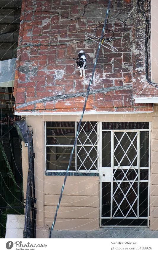 The cat on the roof in Havana Cuba Americas Town Capital city Port City Downtown Old town House (Residential Structure) Facade Animal Pet Cat 1 Poverty