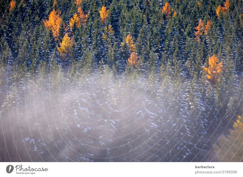 Larch peaks that flash out Landscape Plant Autumn Winter Beautiful weather Fog Ice Frost Snow Forest Spruce forest Black Forest Illuminate Dark Cold Orange