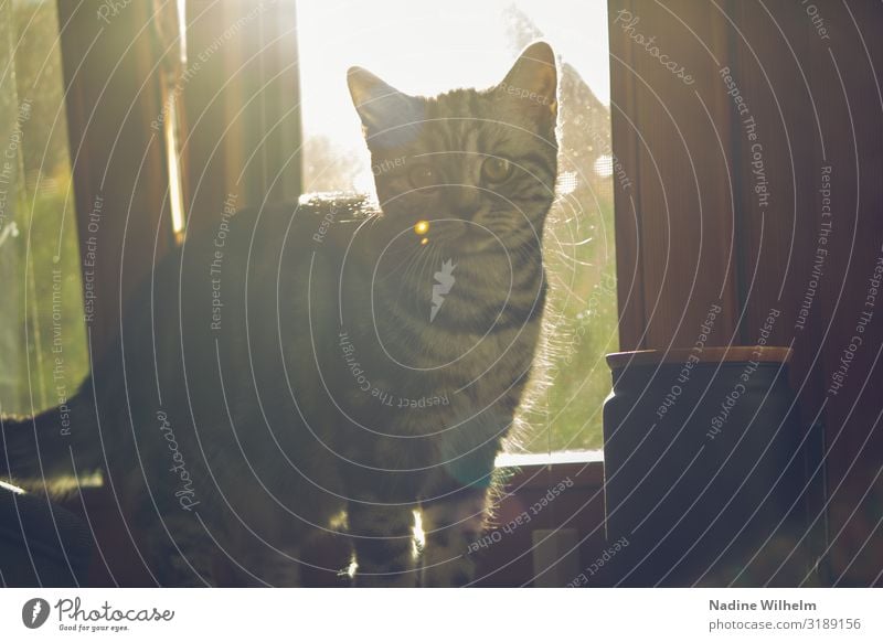 British shorthair kitten on windowsill Pet Cat Animal face 1 Baby animal Window Communicate Looking Gray Green Black White Curiosity Colour photo Interior shot