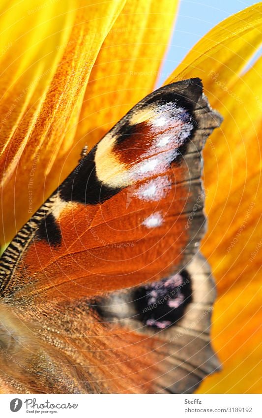 Butterfly on a warm autumn day Peacock butterfly butterflies Noble butterfly butterfly wings Aglais io mimicry sunny weather sunny colours Solar heat