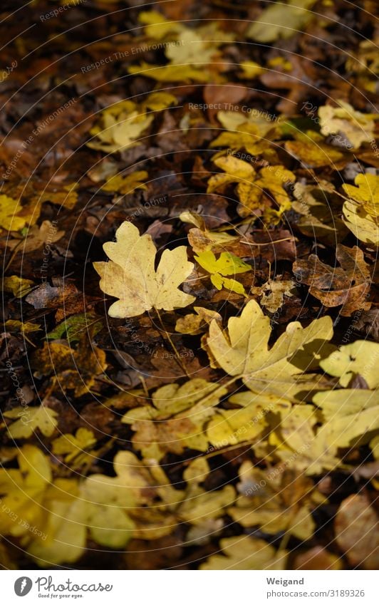 Hard gold Hiking Autumn Lie Yellow Gold Compassion Sadness Concern Grief Death Leaf Transience Colour photo Copy Space top Shallow depth of field