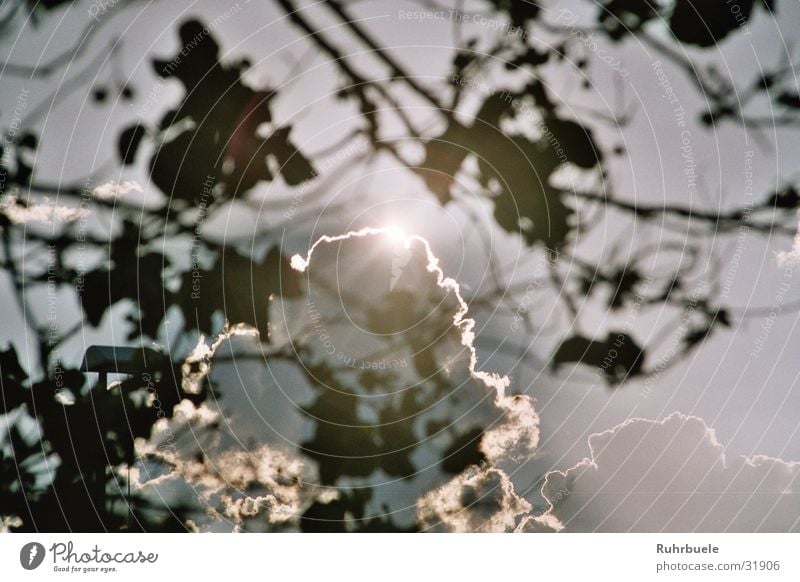 cloud covers Clouds Tree Raincloud Sunset sunlight Light (Natural Phenomenon) Evening