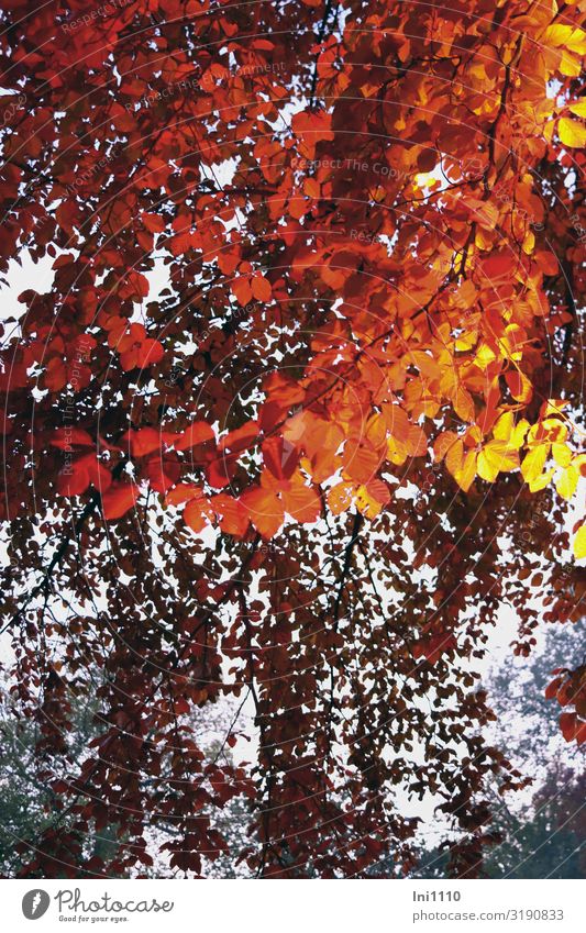 Spot on Decoration Landscape Plant Autumn Beautiful weather Tree Leaf copper beech Garden Park Fantastic Bright Blue Brown Yellow Red Black White Bright Colours