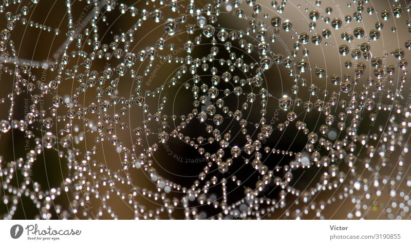 Dew drops on a spider web. Integral Natural Reserve of Mencáfete. Frontera. El Hierro. Canary Islands. Spain. Nature Animal Rain Spider Drop Fresh Wet animals