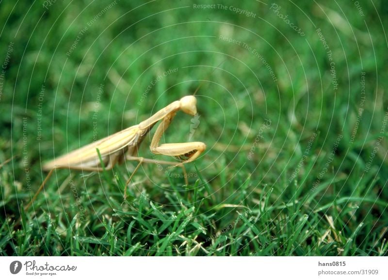 worshipper Praying mantis Sardinia