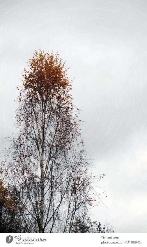 Above with Environment Nature Plant Sky Clouds Autumn Weather Tree Birch tree Leaf Outskirts Esthetic Natural Brown Gray Black Emotions Irritation Headstrong