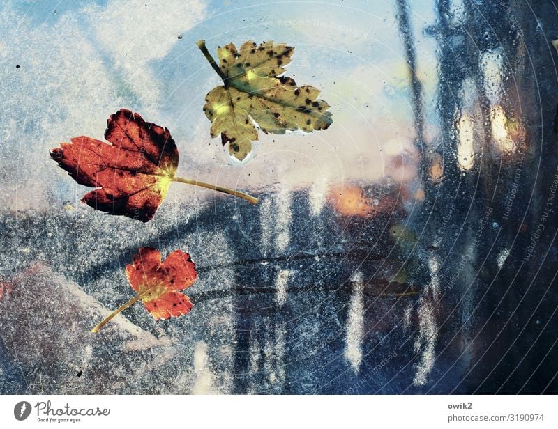 currant Water Sky Autumn Bushes Leaf Redcurrant bush Pane Glass Small Near Wet Under Transience Stick adhere Autumn leaves Translucent Transparent Blur Hazy