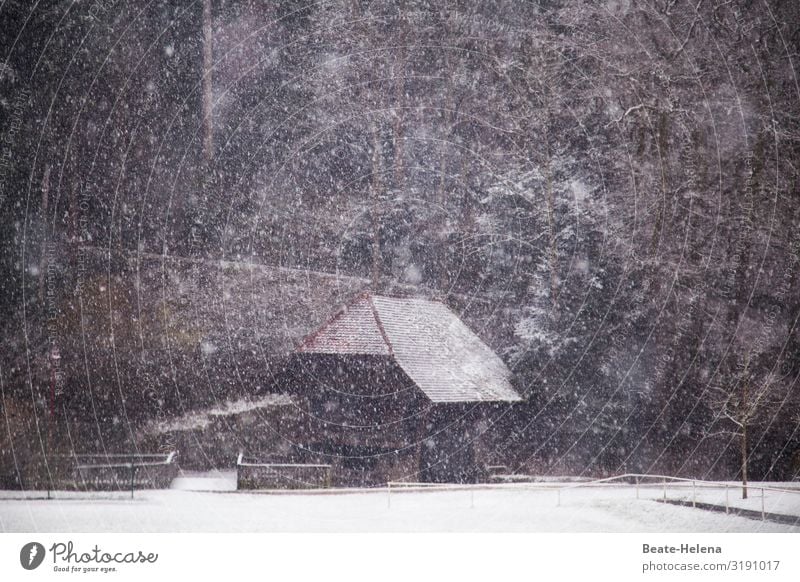 In the Black Forest it has snowed again 1 Agriculture Forestry Nature Landscape Winter Bad weather Ice Frost Snow Snowfall Black Forest house