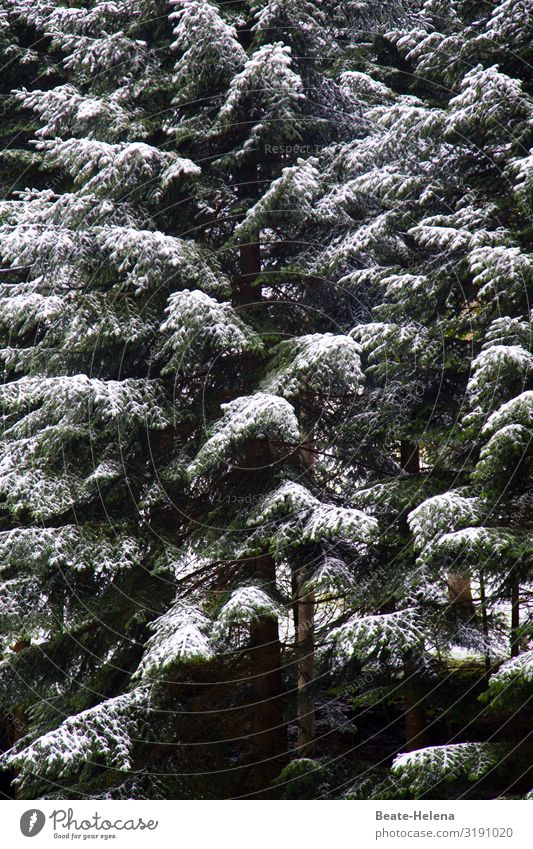 In the Black Forest it has snowed again 2 Healthy Agriculture Forestry Nature Winter Ice Frost Snow Snowfall Tree Fir tree Freeze Hang Carrying Esthetic