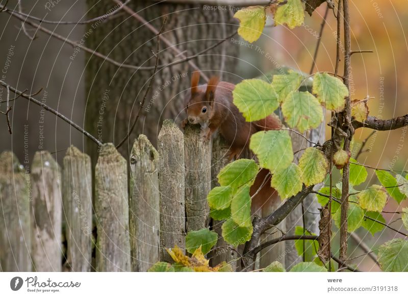 European brown squirrel Nature Animal Wild animal 1 Cuddly Soft Squirrel branch branches copy space cuddly soft cute european squirrel forest For landscape