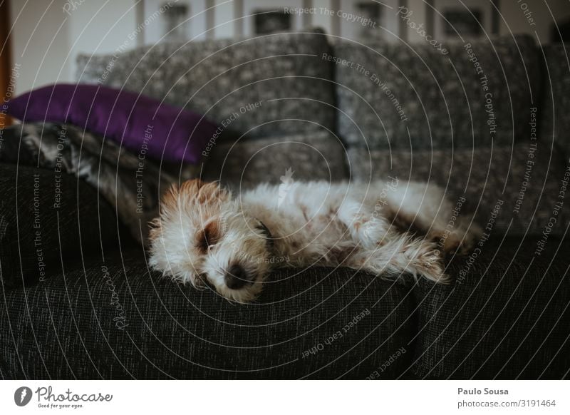 Cute dog sleeping on sofa Lifestyle Animal Pet Dog 1 Lie Sleep Friendliness Relaxation Colour photo Interior shot Deserted Copy Space top Copy Space bottom