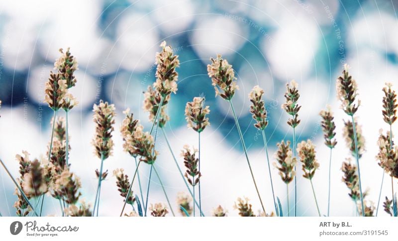 Lavender dreamy Nature Plant Spring Summer Flower Agricultural crop Garden Park Blossoming Fragrance Blue Green Turquoise White Colour photo Exterior shot