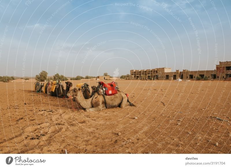 Group of dromedaries sitting on the sand Exotic Vacation & Travel Tourism Trip Adventure Summer Culture Nature Landscape Animal Sand Desert Sahara Merzouga