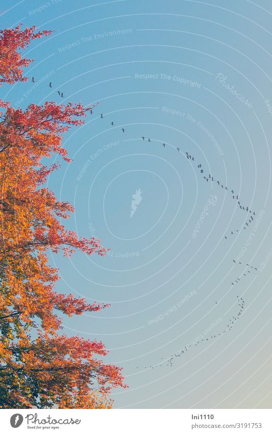 Chains of cranes in the blue sky Tree with autumn colours Trip Hiking Landscape Plant Animal Sunlight Autumn Beautiful weather Field Forest Bird Crane