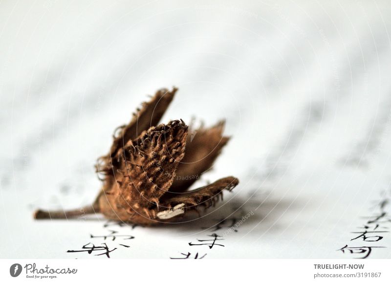 Empty seed capsule of a beech | lost Environment Nature Plant Autumn Tree Wild plant Beech tree Sámen Beechnut Old Observe Think Looking Dream Faded To dry up