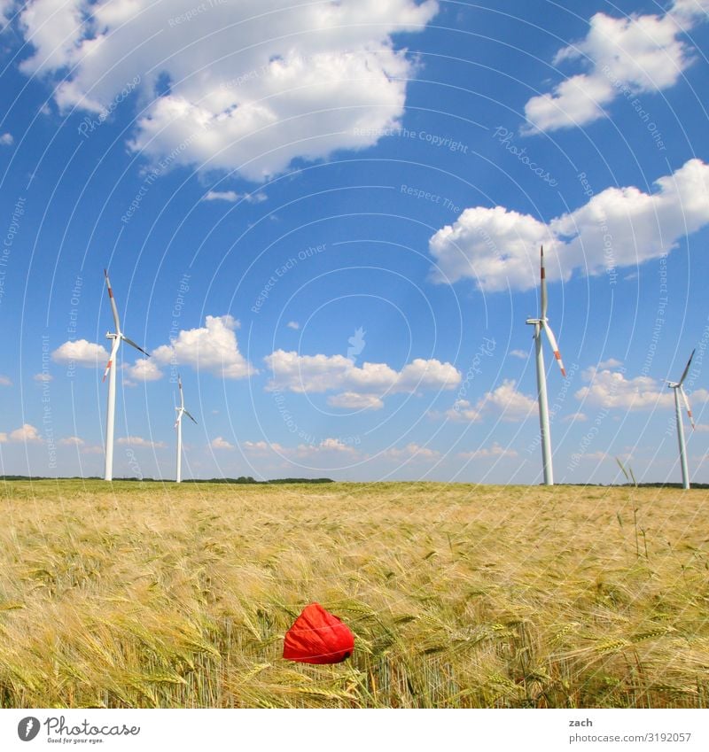 poppy blossom Agriculture Forestry Energy industry Renewable energy Wind energy plant Energy crisis Landscape Sky Clouds Beautiful weather Plant Flower Blossom