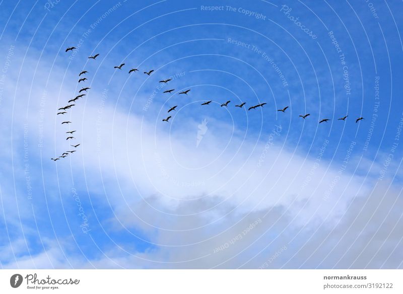 migratory birds Animal Sky Clouds Autumn Wild animal Bird Flock Flying Infinity Blue Black Survive Migratory bird Group of animals Flock of birds