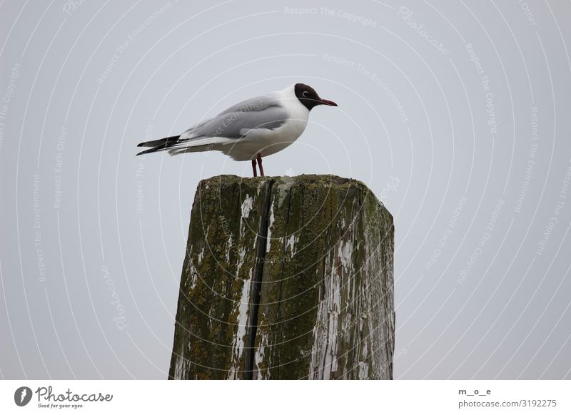 Seagull at the harbour of Bensersiel Vacation & Travel Tourism Trip Freedom Ocean Sky Sunlight Spring Summer Port City Harbour Wing 1 Animal Observe Crouch