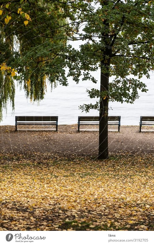 at the Alster Hamburg Tree Bench Park Deserted