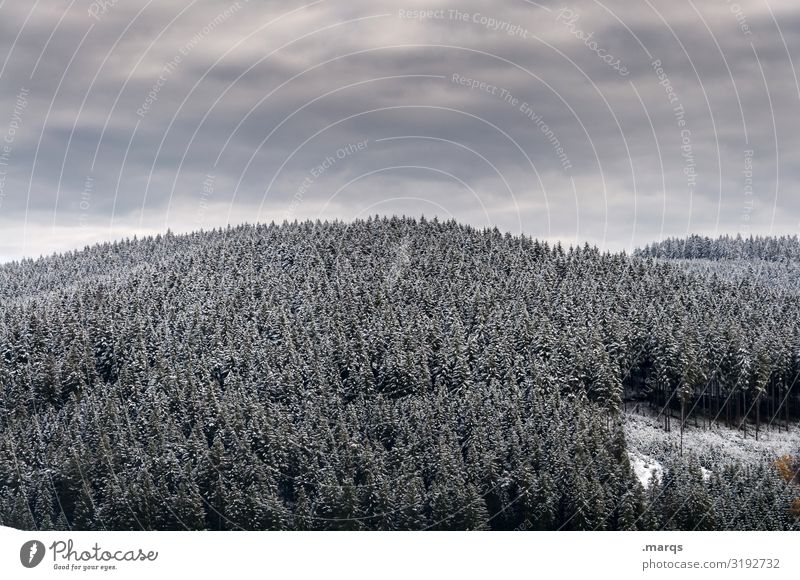 black forest white Landscape Sky Storm clouds Winter Snow Tree Coniferous forest Many Coniferous trees Spruce forest Forest Hill Furtwangen city Cold Moody