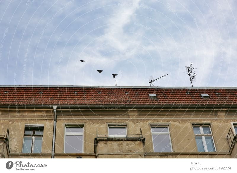 Departure Berlin Prenzlauer Berg Schönhauser Allee Animal Bird 3 Moody Living or residing Antenna Sky Roof Colour photo Exterior shot Deserted Copy Space top