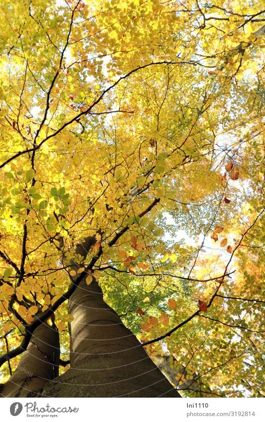 times looked up Trip Hiking Nature Plant Autumn Beautiful weather Tree Leaf Beech leaf Beech wood Forest Brown Yellow Green Black White Autumnal colours Treetop