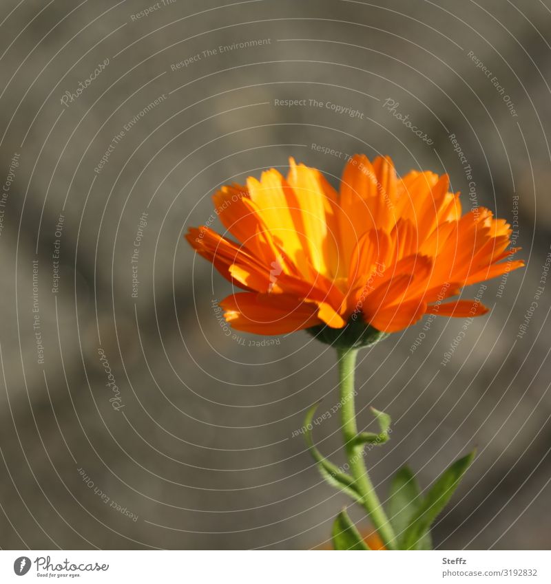 marigold Marigold calendula officinalis Flower Blossom Wild plant Autumn flowering October October Bloom autumn flower heyday blossom Domestic garden plant