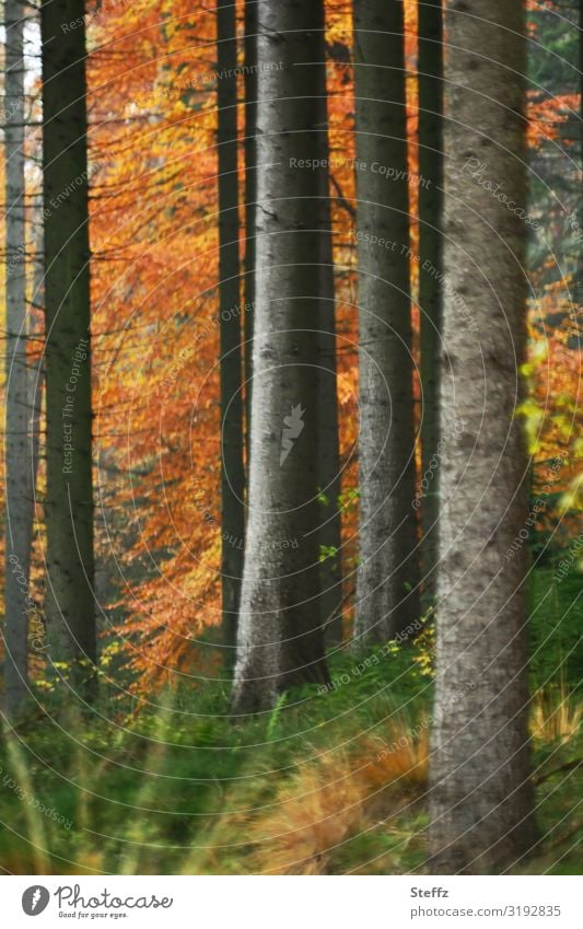 Forest atmosphere in autumn Automn wood Autumn trees Edge of the forest Autumn leaves warm colors autumn impression forest bath Calm Relaxation Idyll