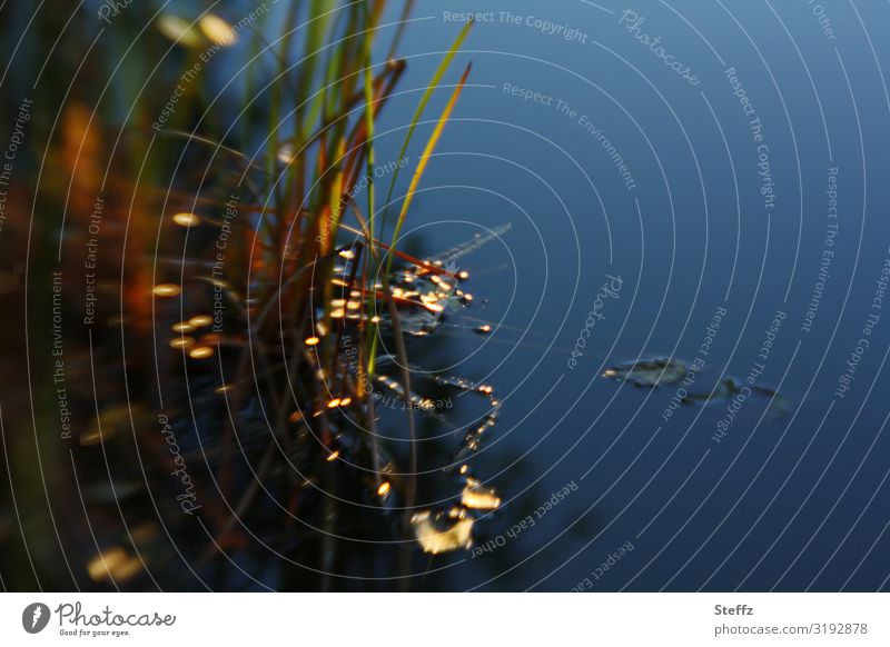 Sun drops in water Sunlight light sparks Spark Water light reflexes Light reflection Aquatic plant Flare Light and water afternoon light October Abstract