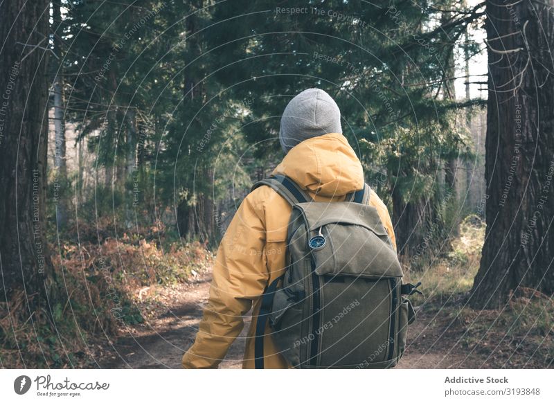 Unrecognizable traveler in conifer forest Lanes & trails Forest Conifer Tree Man Backpack Sunbeam Day Stand Nature Landscape Trip Tourism Adventure Hiking