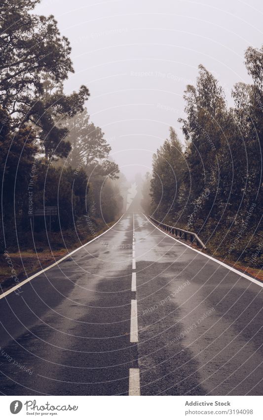 Empty road through woodland in overcast day Street Forest Cloud cover Mysterious Calm Day Remote Wet Vantage point surrounded Peace Tree Dark Fog Rain Weather