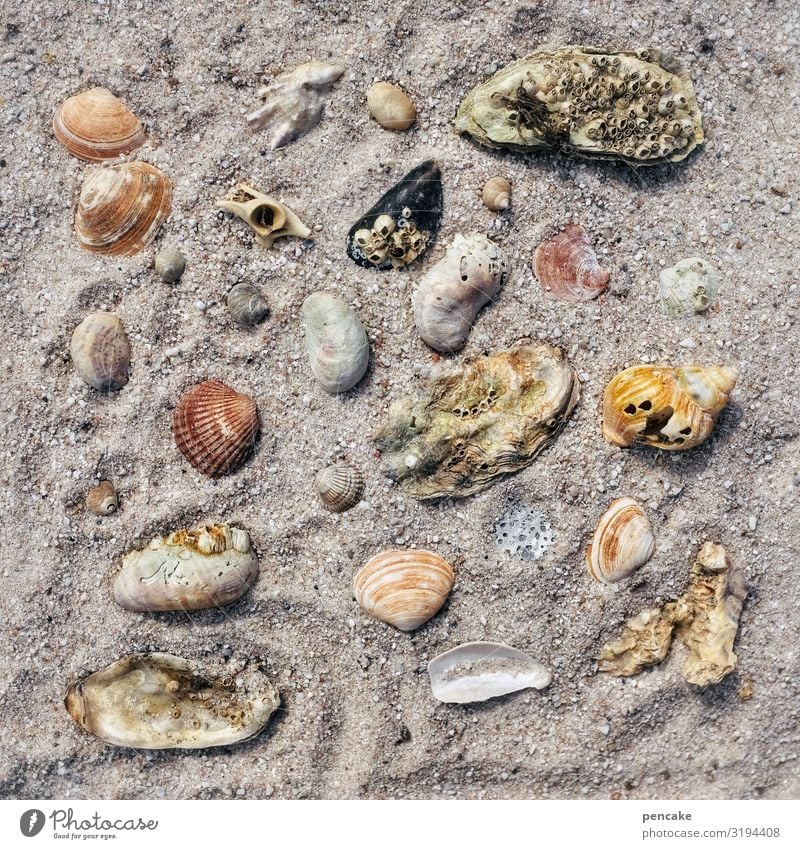 assortment Snail Mussel Esthetic Contentment Relationship Relaxation Leisure and hobbies Uniqueness Nature Senses Joy Planning Tourism Vacation & Travel