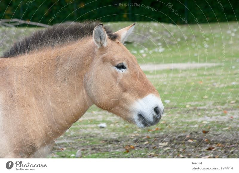 Przewalski horse (Equus ferus przewalskii) Animal Horse Brown Asian Wild Horse Mongolian Wild Horse archetype back breeding primal form Colour photo