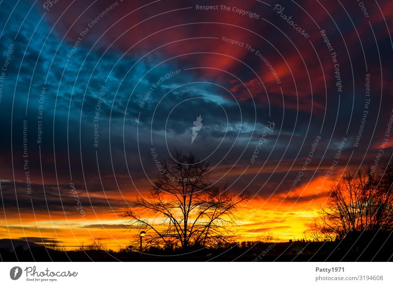 conflagration Environment Nature Landscape Sky Clouds Sunrise Sunset Beautiful weather Tree Warmth Blue Yellow Red Moody Colour Horizon Climate Perspective