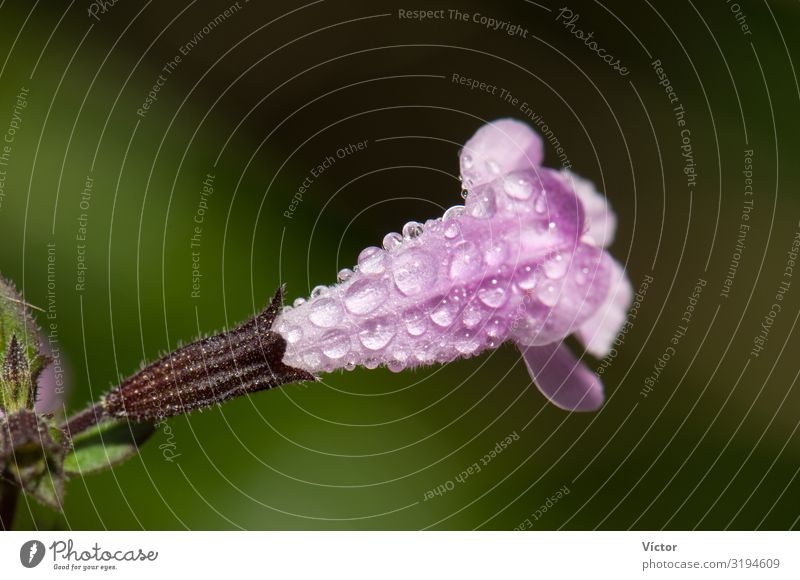 Flower of sage (Salvia officinalis) covered of dew drops. Integral Natural Reserve of Mencáfete. Frontera. El Hierro. Canary Islands. Spain. Plant Rain