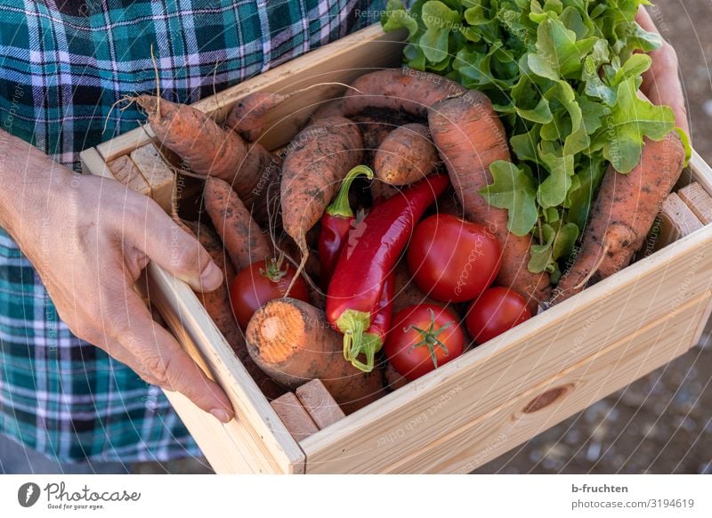 Vegetable crate, organic crate Food Lettuce Salad Nutrition Organic produce Vegetarian diet Healthy Eating Economy Agriculture Forestry Success Man Adults Hand