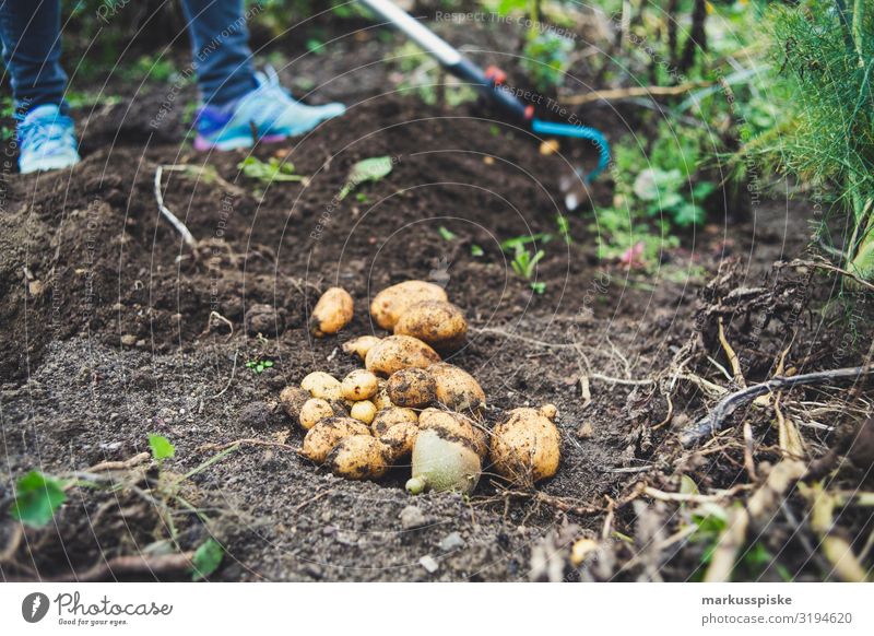 Potato Harvest Urban Gardening Food Vegetable Potatoes Potato field Organic produce Vegetarian diet Diet Fasting Slow food Human being Feminine Young woman