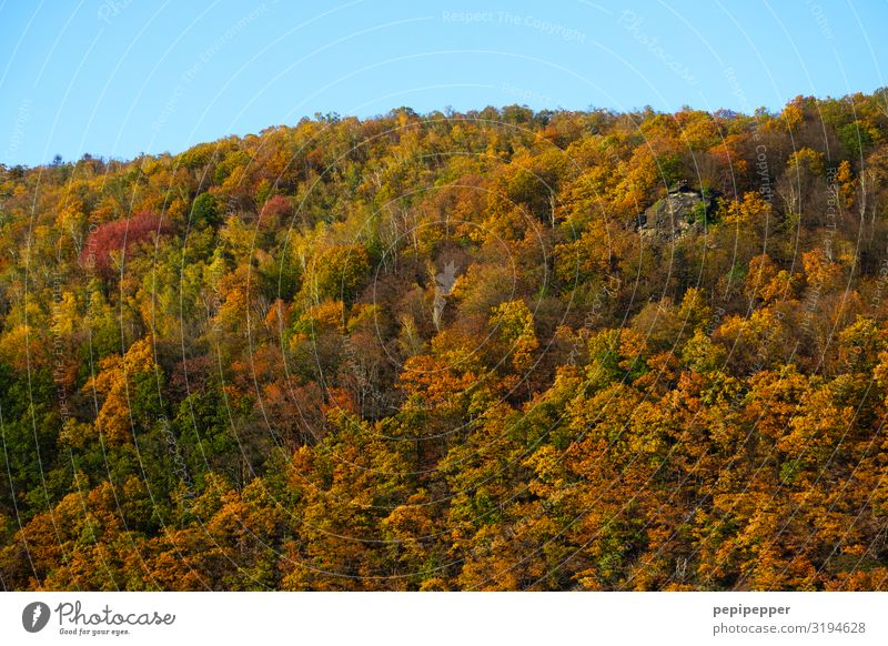 Indian buzzer Vacation & Travel Tourism Trip Far-off places Environment Nature Landscape Plant Autumn Tree Forest Hill Wood Faded To dry up Brown Colour photo