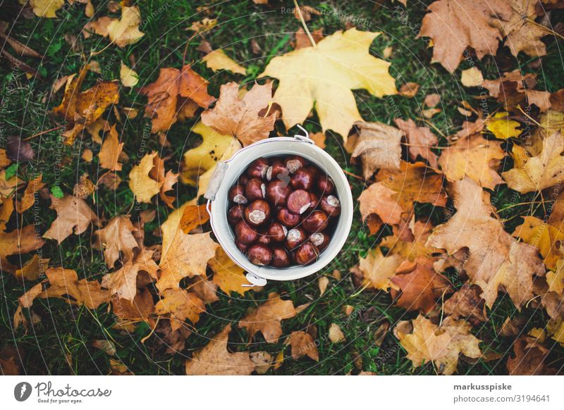 Boy collects chestnuts Leisure and hobbies Playing Garden Parenting Kindergarten Child Toddler Girl Boy (child) Nature Plant Tree Blossom Chestnut Chestnut tree