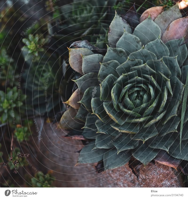 succulent Plant Succulent plants Nature Wall (barrier) Garden Green Beautiful Colour photo Exterior shot Deserted Copy Space left Day