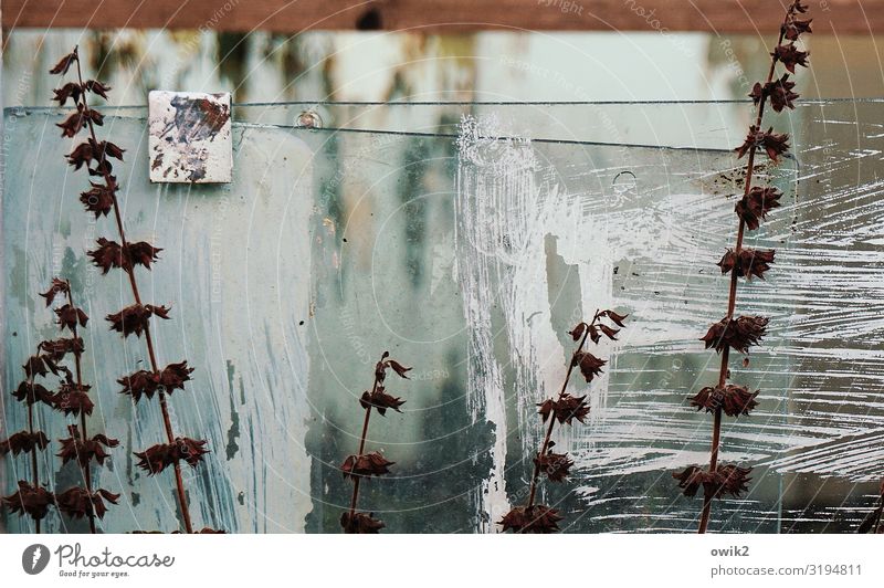 late autumn Environment Nature Autumn Plant Pane Glass Near Gloomy Dry Dye Transparent Translucent Blur Secrecy Colour photo Subdued colour Exterior shot