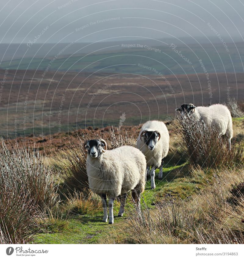 just watching sheep animals Flock Farm animals Group of animals Herd Hill Meadow Landscape north england Observe Interest Views vigilantly Attentive monitoring