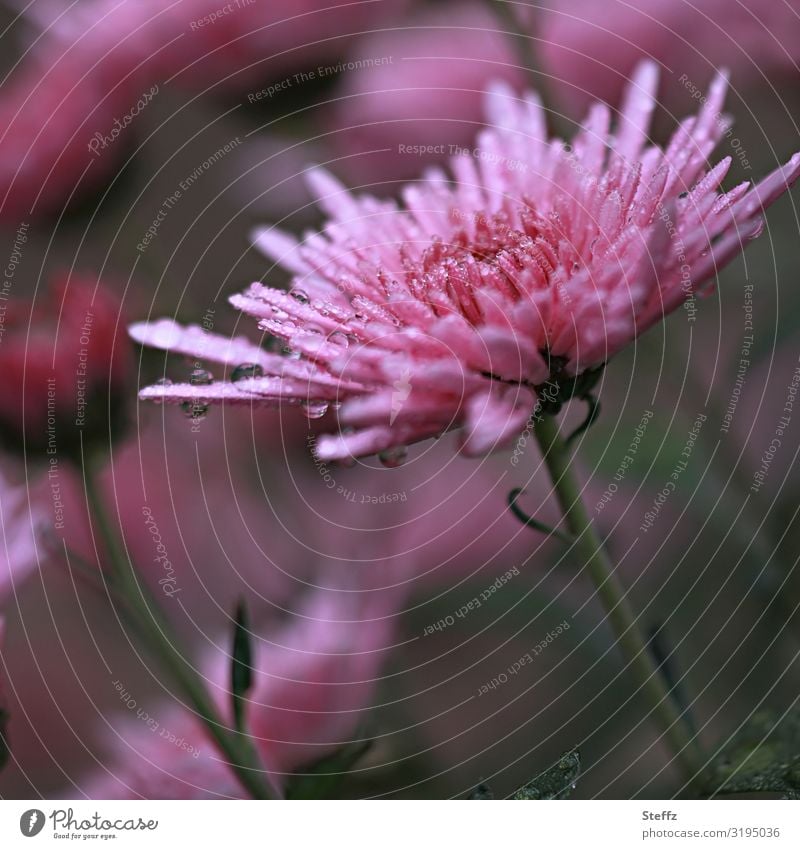 Asters in the rain Flowering asters autumn flower Autumn flowering Autumnal weather Autumn rain raindrops october weather October October Bloom Rain