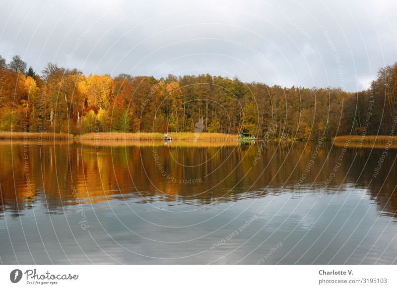 Brandenburg Autumn I Environment Nature Landscape Elements Water Beautiful weather Tree Lakeside liepnitzsee Glittering Illuminate Fluid Friendliness Warmth