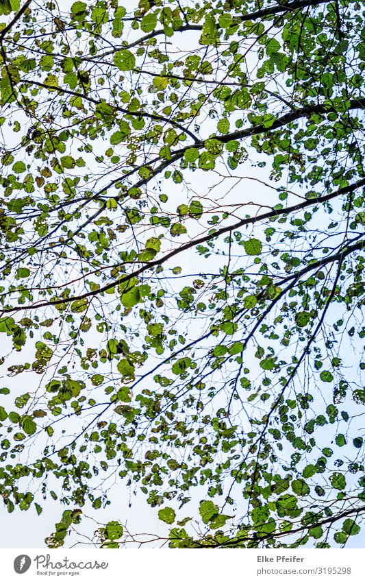 Blätterdach Nature Plant Autumn Tree Beautiful Moody Colour photo Exterior shot Deserted Day