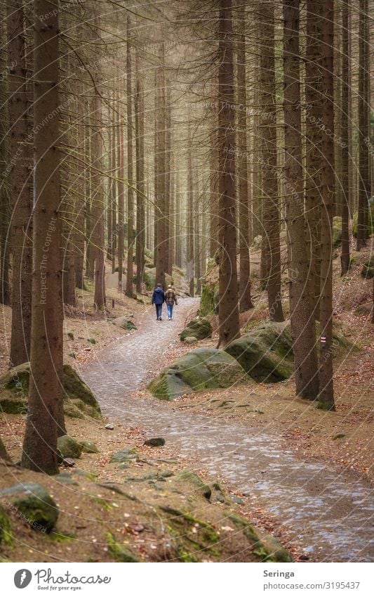 Relax during a walk in the woods Healthy Well-being Contentment Relaxation Calm Vacation & Travel Mountain Hiking Nature Landscape Autumn Weather Tree Moss