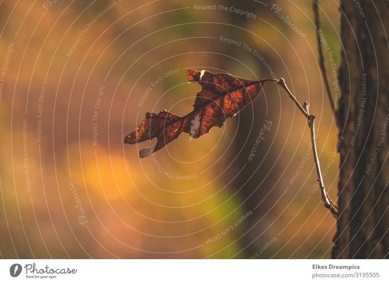 Lonely leaf in autumn light Nature Plant Sunlight Autumn tree flaked Forest Warmth Colour photo Multicoloured Exterior shot Detail Deserted Day Light Back-light