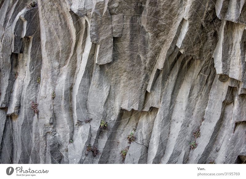 Basalt Columns Stone Rock rock formation basalt columns Wall (building) Nature edge plants Gray